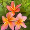 Rooted Plumeria Cutting 14" Gladys KT Brandt Tropical Flowering Plant, Plumeria spp. - Fresh Stock