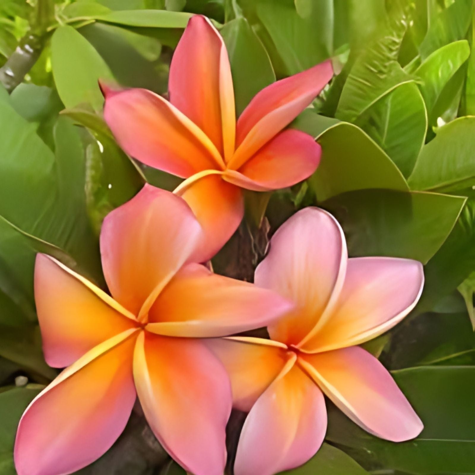 Rooted Plumeria Cutting 14" Gladys KT Brandt Tropical Flowering Plant, Plumeria spp. - Fresh Stock