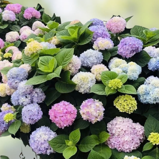 Mixed Color Hydrangea Seeds 50 Pack | Easy to Grow Large Blooming Hydrangea macrophylla Flower Seeds
