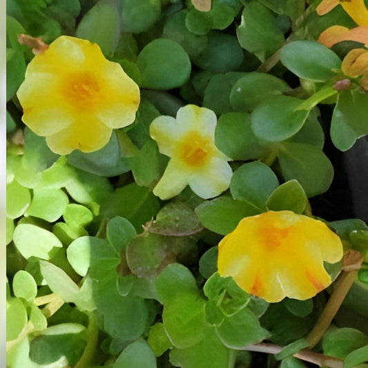 Lemon Twist Portulaca Oleracea Succulent - Colorful Purslane Plant - Fast Growing Ground Cover - US Seller