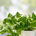 Golden Pothos Plant Rooted Cuttings Epipremnum aureum Indoor Vining Houseplants Set of 5