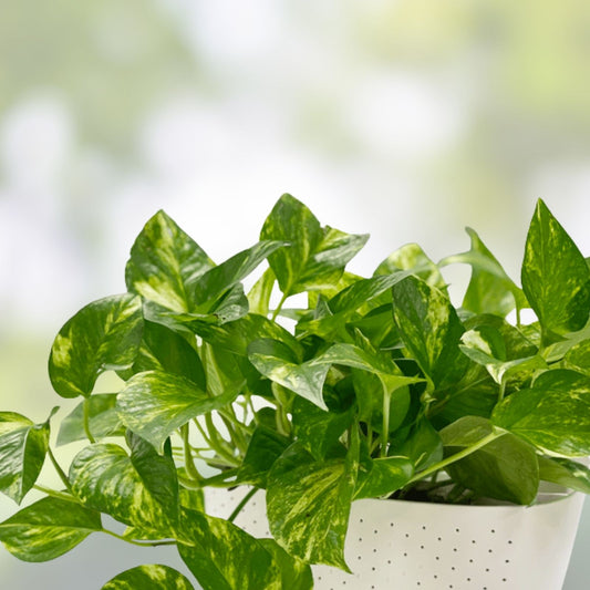 Golden Pothos Plant Rooted Cuttings Epipremnum aureum Indoor Vining Houseplants Set of 5