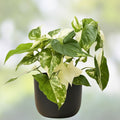 Variegated Syngonium Albo Podophyllum Cutting Indoor Houseplant Tropical Plant for Home Decor
