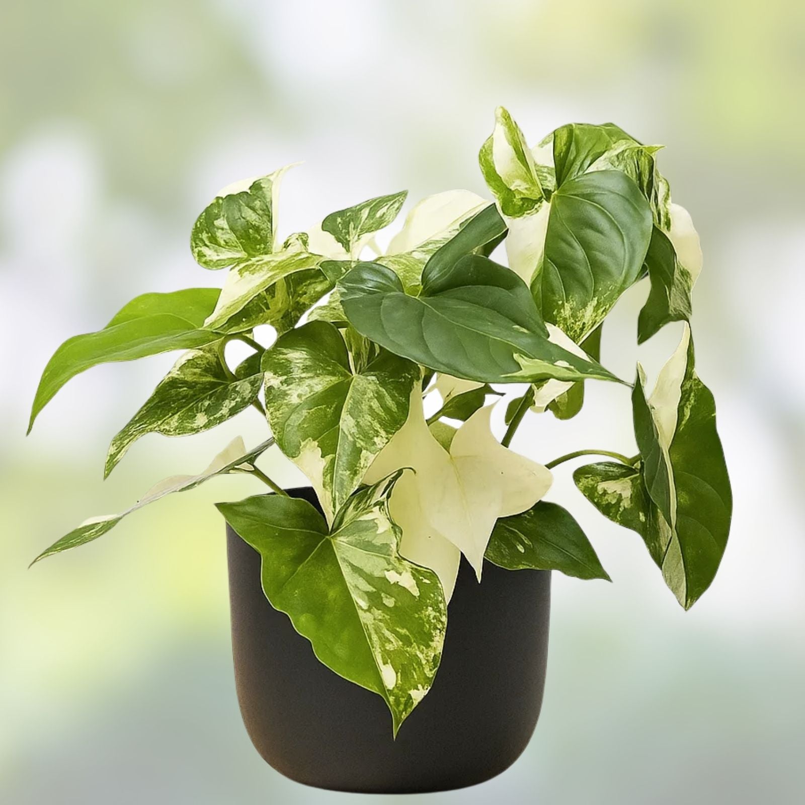 Variegated Syngonium Albo Podophyllum Cutting Indoor Houseplant Tropical Plant for Home Decor