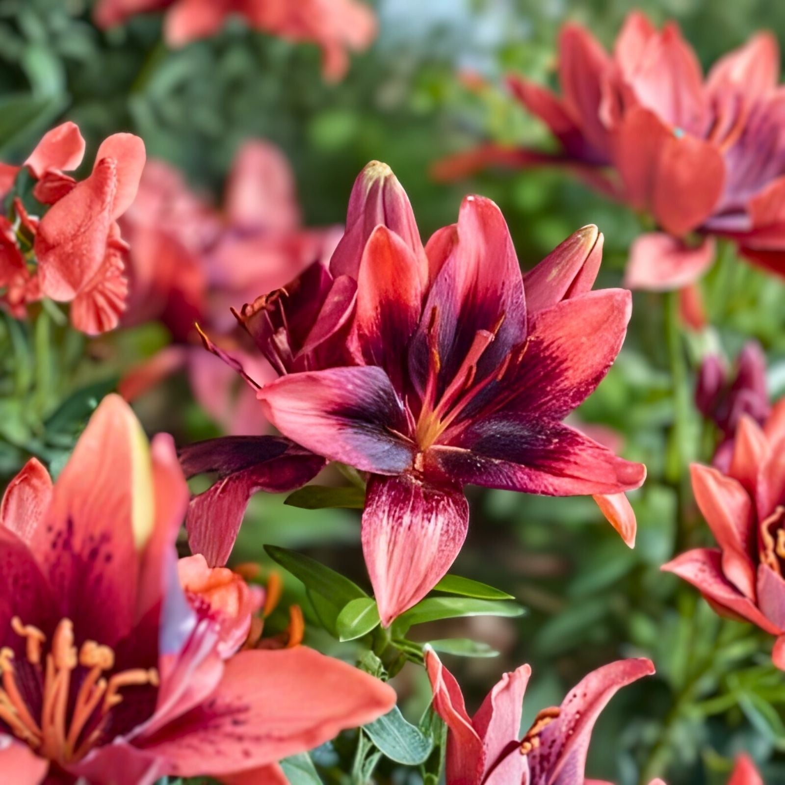Large Pink Purple Asiatic Lily Bulb | Lilium 'Purple Dream' Live Plant, Cut Flower, Deer Resistant, Zones 3-8