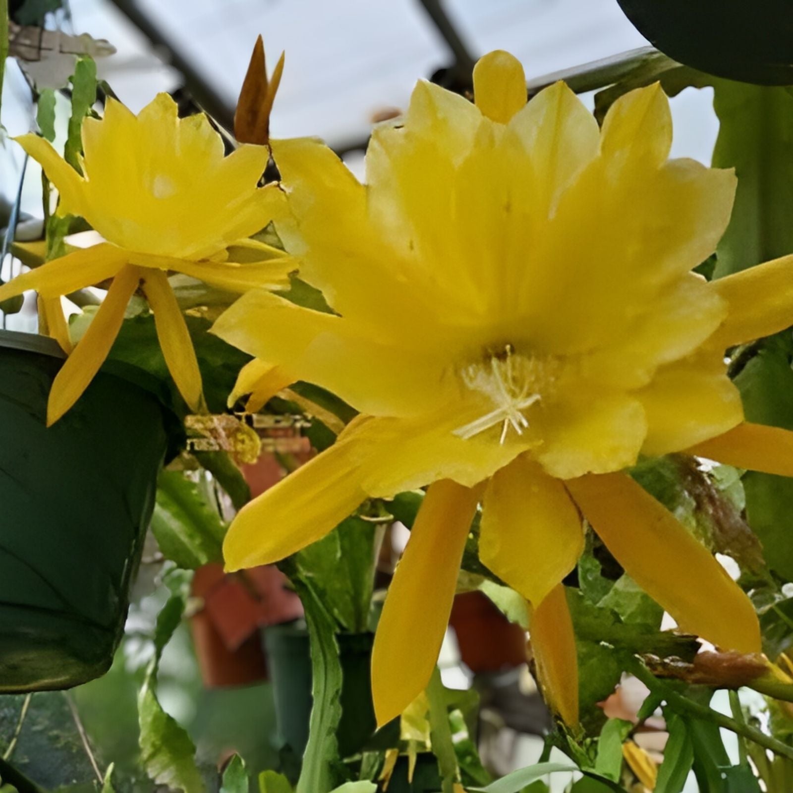 Epiphyllum Chardonnay Twist Unrooted Cutting Rare Orchid Cactus Succulent Plant for Propagation