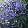 50 Chaste Vitex Tree Seeds - Hardy Monks Pepper, Drought Tolerant, Medicinal Aromatic Plant, Vitex agnus-castus