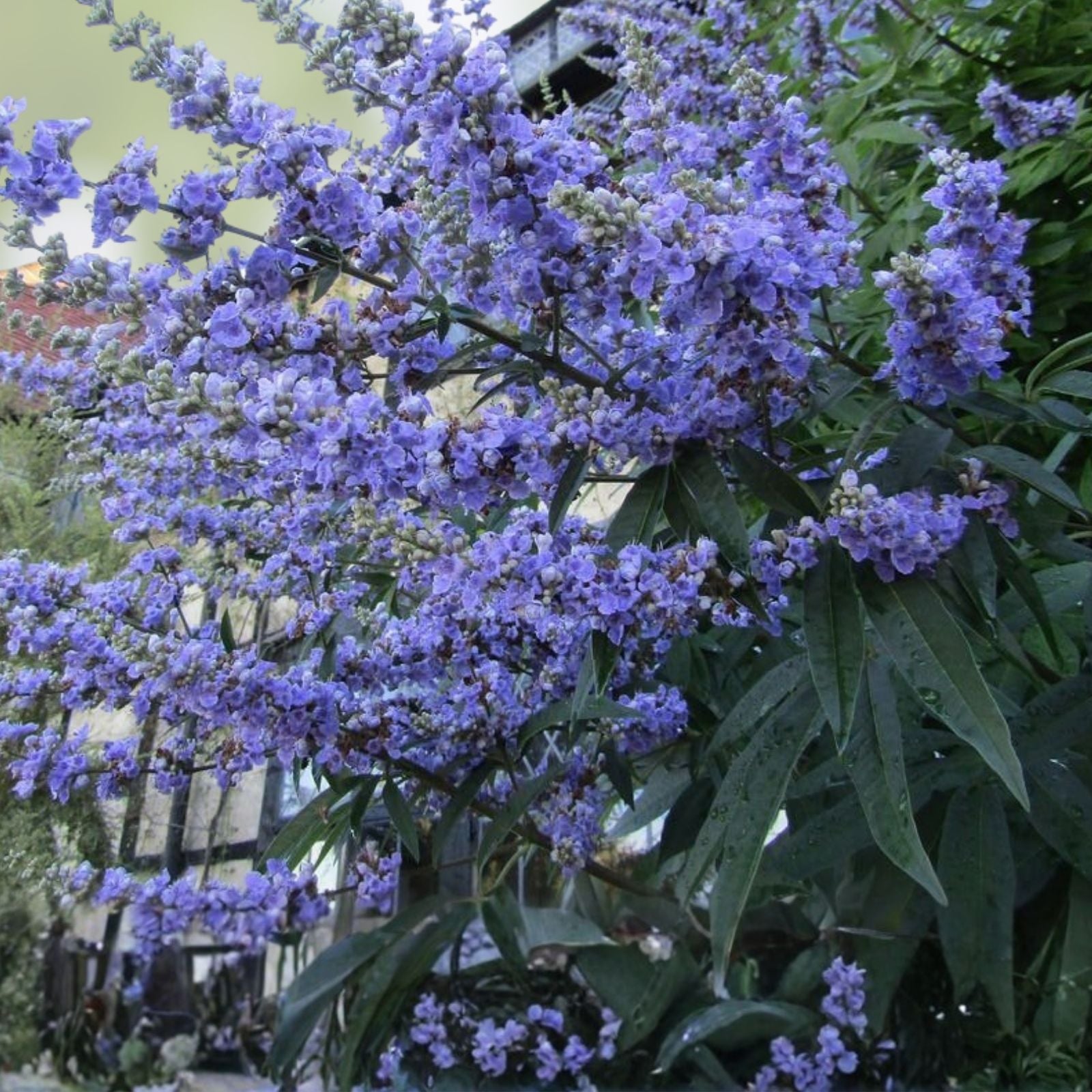 50 Chaste Vitex Tree Seeds - Hardy Monks Pepper, Drought Tolerant, Medicinal Aromatic Plant, Vitex agnus-castus