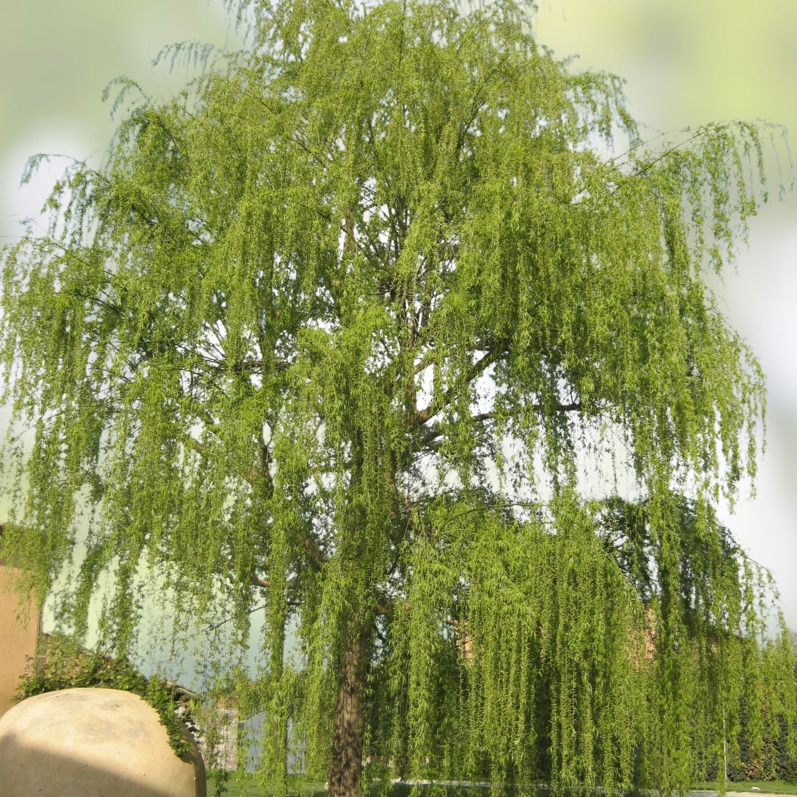 Weeping Willow Tree Live Plant Bare Root Starter Salix babylonica Arching Canopy Memorial Gift Non-GMO