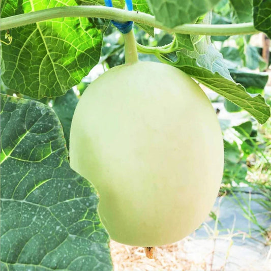 Honey Dew Melon Seeds 500 Non-GMO Heirloom Cucumis melo Green Houseplant Cutting Starter Plant