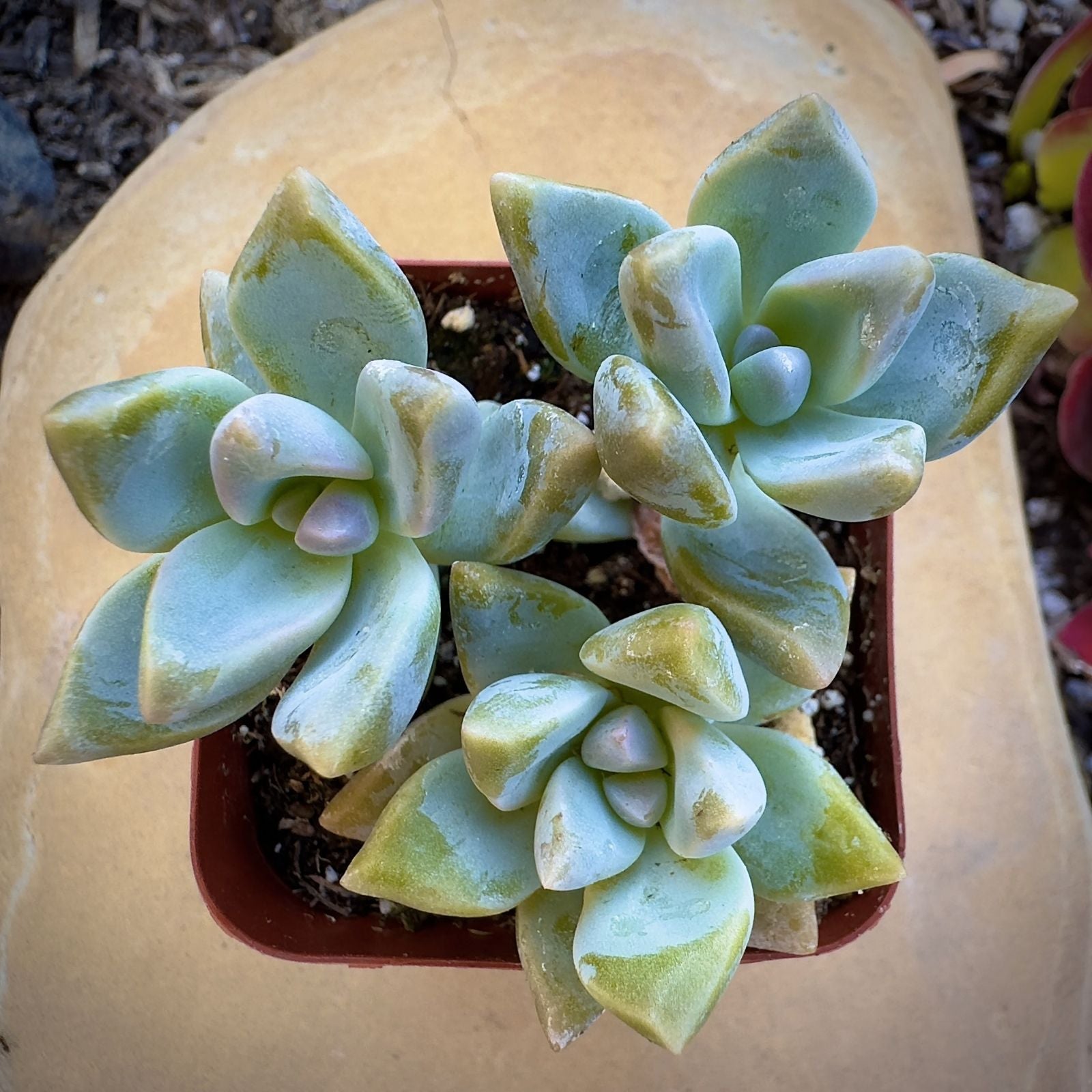 Graptosedum Ghosty Succulent Cutting 3-Inch Unrooted Live Plant Rare Variety for Home Decor Gardening