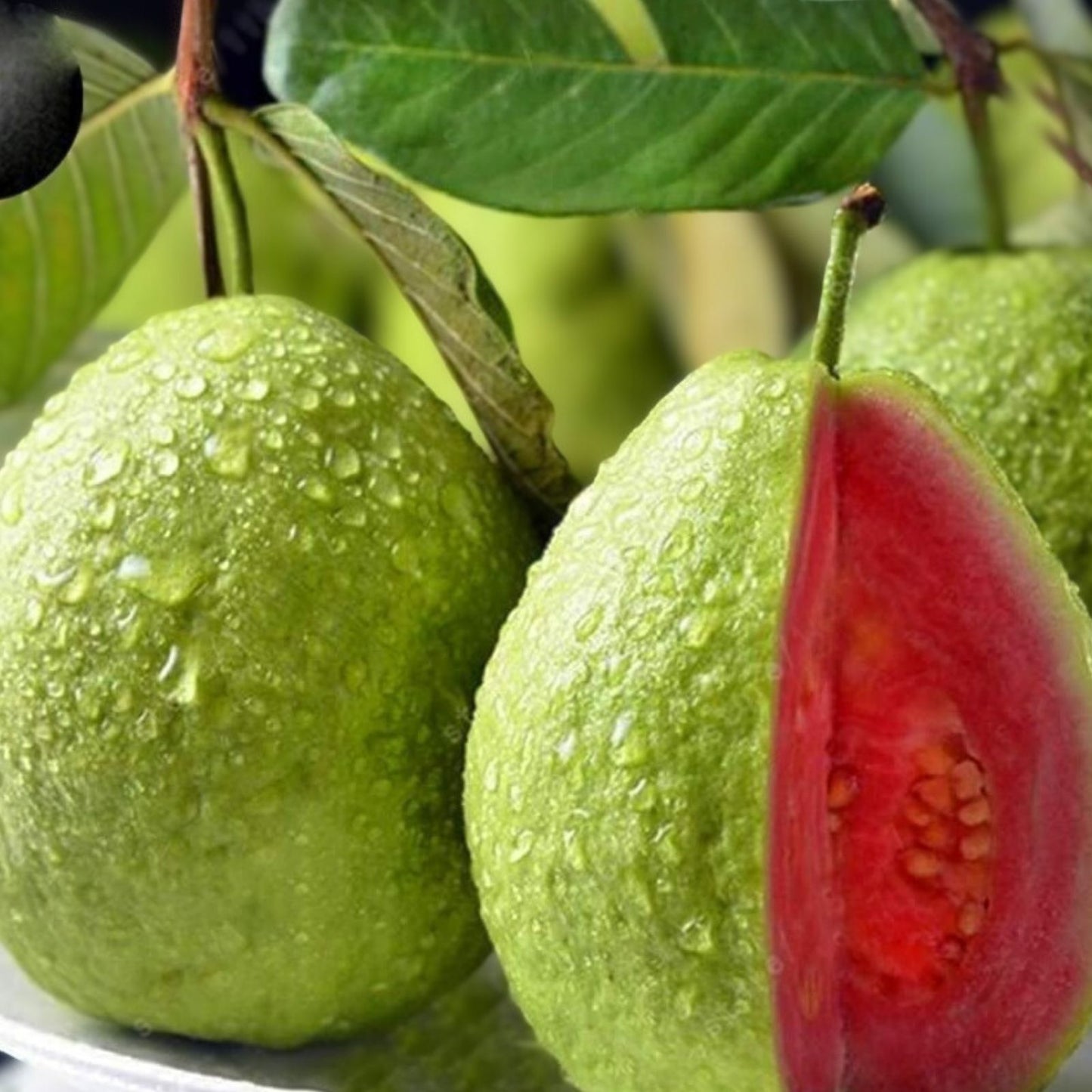 Guava Fruit Bonsai Tree Seeds 20 Pack - Tropical Psidium guajava Indoor Garden Plant Seeds - Exotic Fast Growing Tree