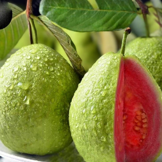 Guava Fruit Bonsai Tree Seeds 20 Pack - Tropical Psidium guajava Indoor Garden Plant Seeds - Exotic Fast Growing Tree