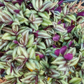 Succulent Cuttings Pack Ghost Plant & Darley Sunshine Live Plant Starter Kit with Bonus Loose Leaves for Propagation