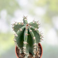 Cereus Cactus Cutting 8.5" – Live Succulent Plant for Indoor Garden – Houseplant, Starter, Bare Root, Unique Variety