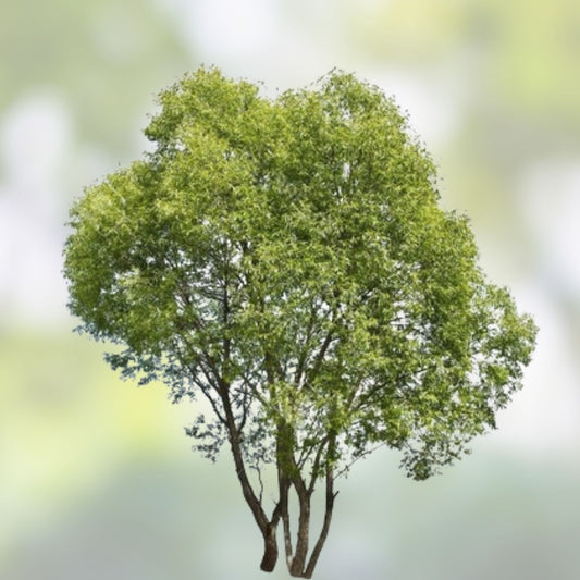 Hybrid Willow Tree Cuttings Salix × sepulcralis Fast Growing Live Plant Windbreaks Starter Plant