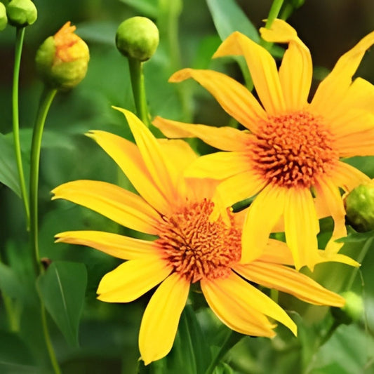 Organic Mexican Sunflower Cuttings | Tithonia diversifolia Live Plant Starter | Bare Root Houseplant | In Stock