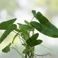 Unrooted Plant Cuttings 3 Pack – Burle Marx Philodendron, Neon Pothos, Marble Queen – Live Houseplants for Indoor Gardening