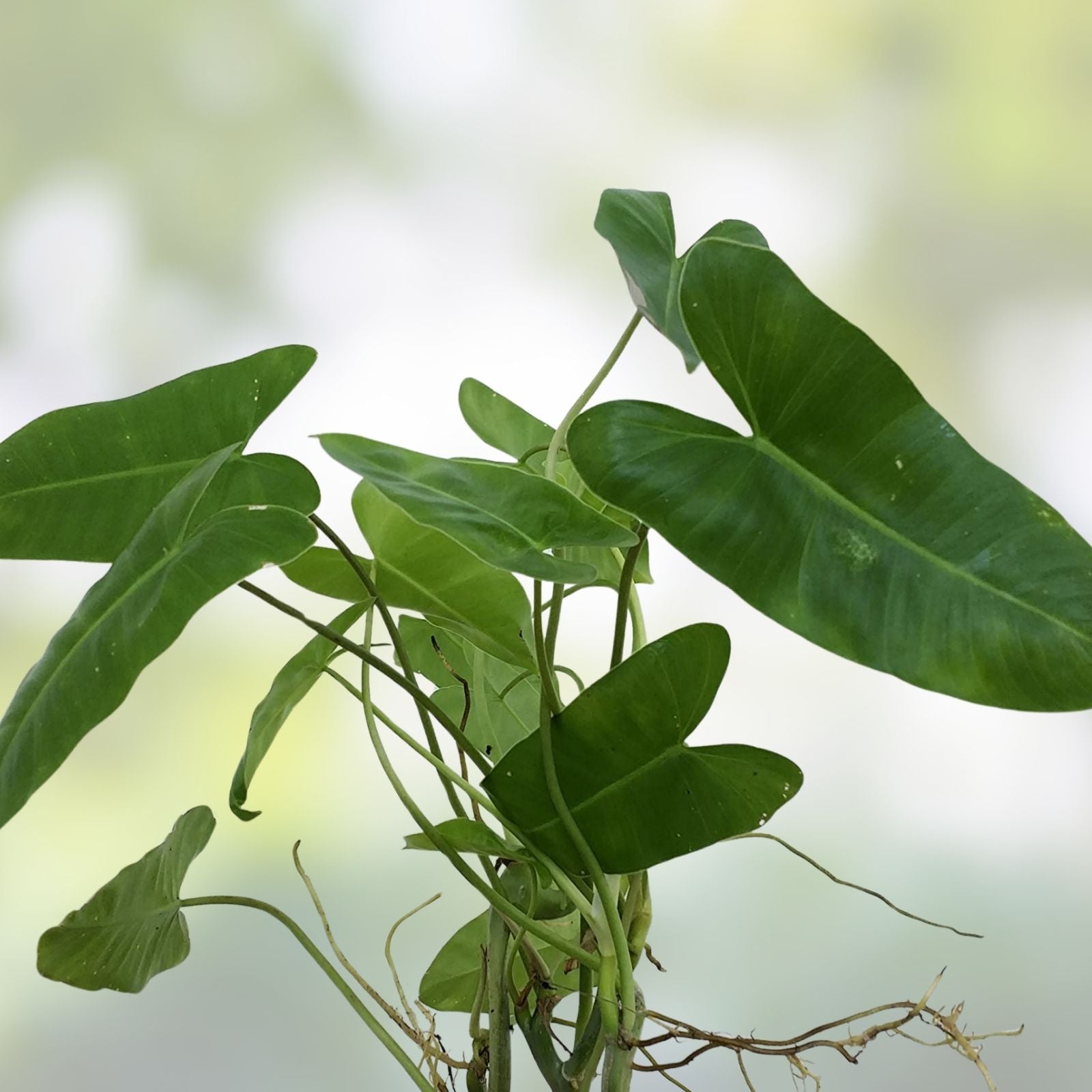 Unrooted Plant Cuttings 3 Pack – Burle Marx Philodendron, Neon Pothos, Marble Queen – Live Houseplants for Indoor Gardening