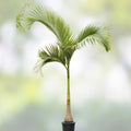 Queen Palm Tree Sapling 5.5ft Archontophoenix alexandrae Live Indoor Outdoor Tropical Garden Plant