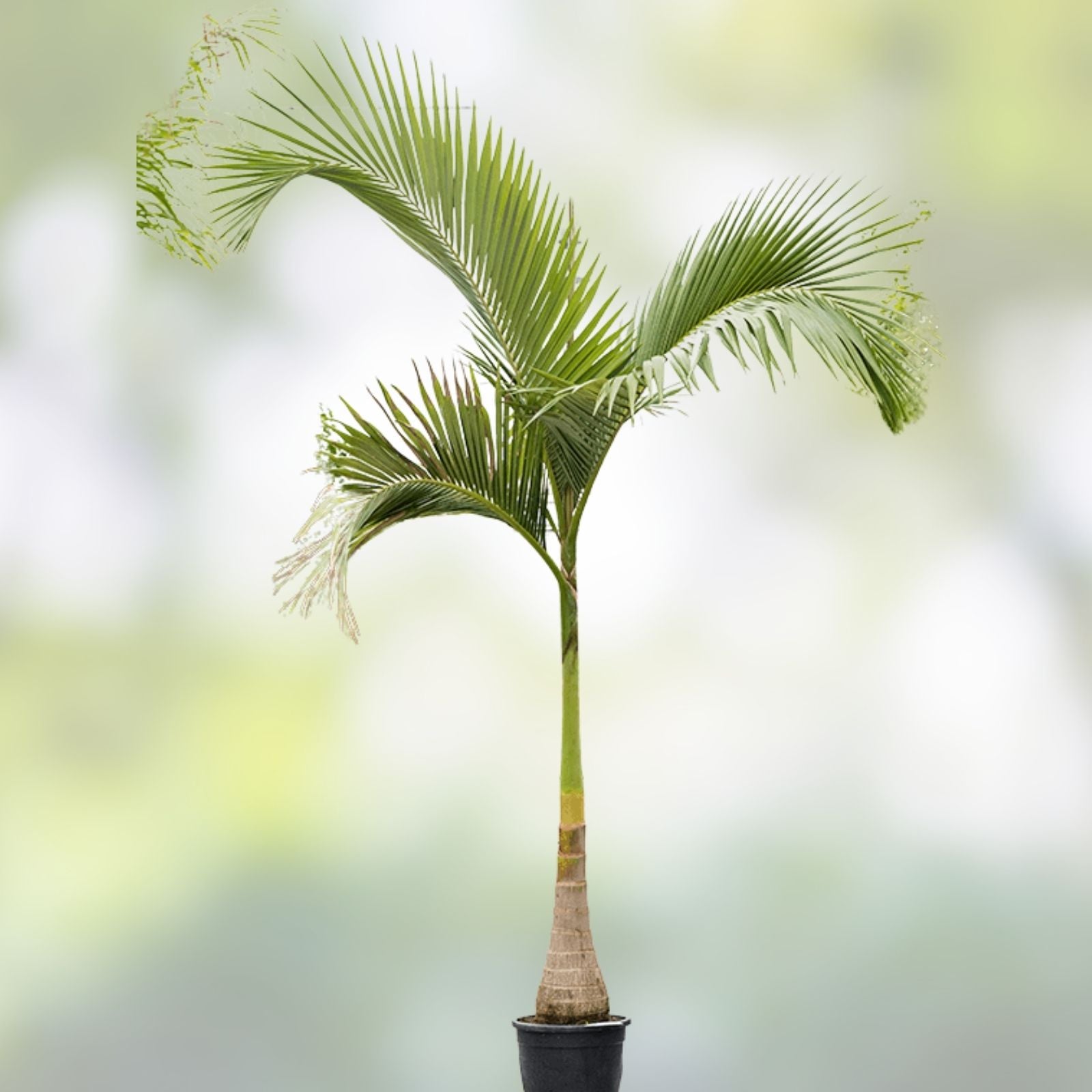 Queen Palm Tree Sapling 5.5ft Archontophoenix alexandrae Live Indoor Outdoor Tropical Garden Plant