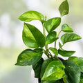 Global Green Pothos Cutting - 2 Leaf 2 Nodes Unrooted Live Plant Epipremnum aureum Vining Houseplant