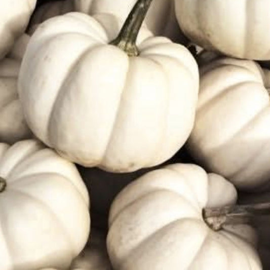 Organic Baby Boo Pumpkin Seeds 10 Pack Heirloom Cucurbita pepo Live Plant Cutting Bare Root Starter Plant
