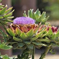 Dwarf Mugo Pine Bonsai Tree Seeds 30 Count - Pinus mugo pumilio - Easy to Grow for Bonsai Cultivation