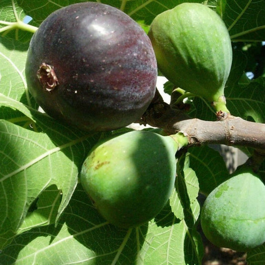 Heirloom Fig Tree Cuttings 2 Pack Lebanese Black Purple Ficus carica Fruit Plant Live Starter Bare Root Houseplant