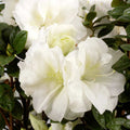 Encore Autumn Moonlight Azalea Starter Plant Deciduous Rhododendron Shrub Live Plant