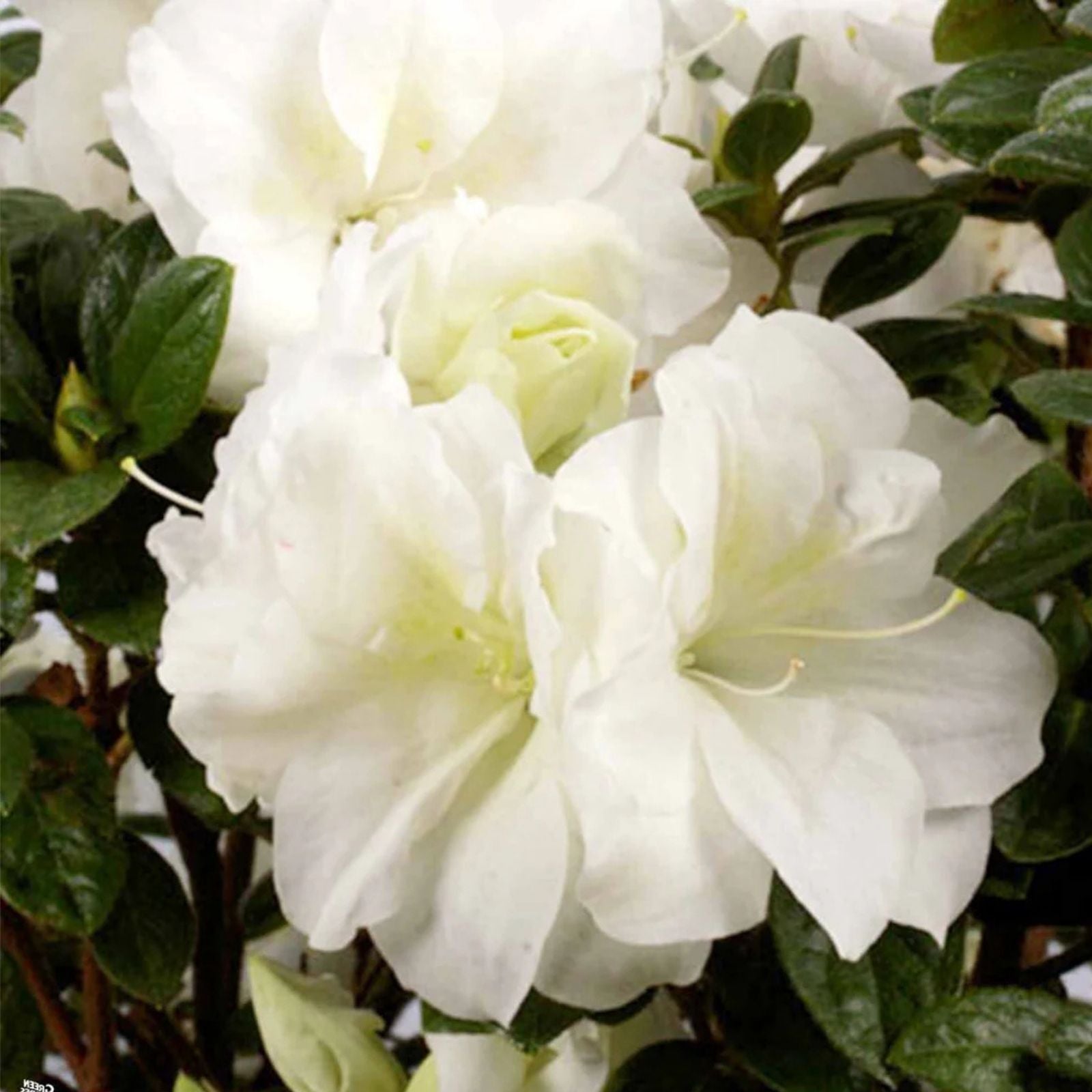 Encore Autumn Moonlight Azalea Starter Plant Deciduous Rhododendron Shrub Live Plant