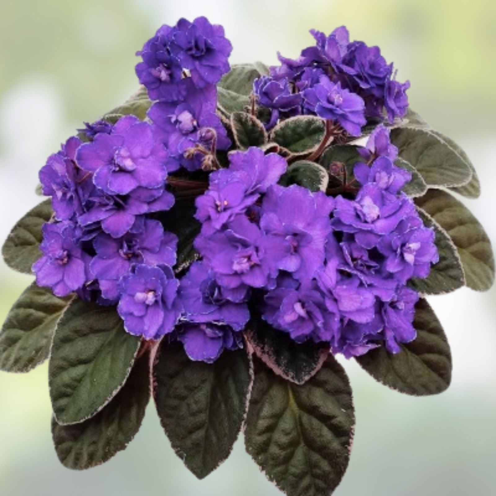 African Violet Leaves 2 Pack | Buckeye Exotic Dancer Saintpaulia ionantha Indoor Plant Cuttings | Fast Shipping