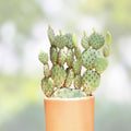 Opuntia Hybrid Cartwheel Prickly Pear Cactus 7" Live Succulent Plant Indoor Garden Drought Tolerant Easy Care