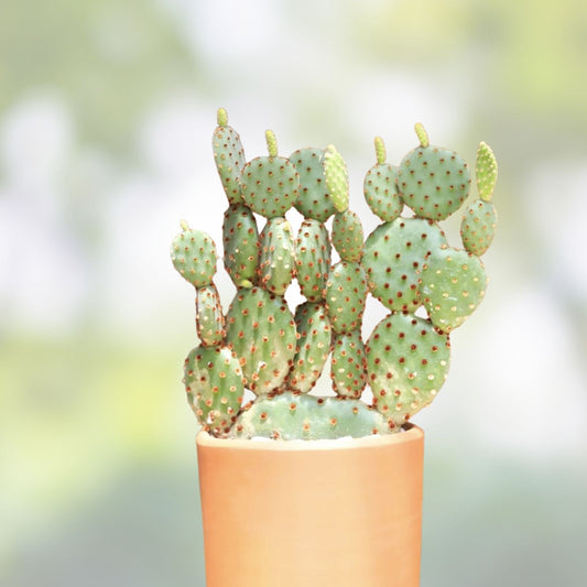 Opuntia Hybrid Cartwheel Prickly Pear Cactus 7" Live Succulent Plant Indoor Garden Drought Tolerant Easy Care