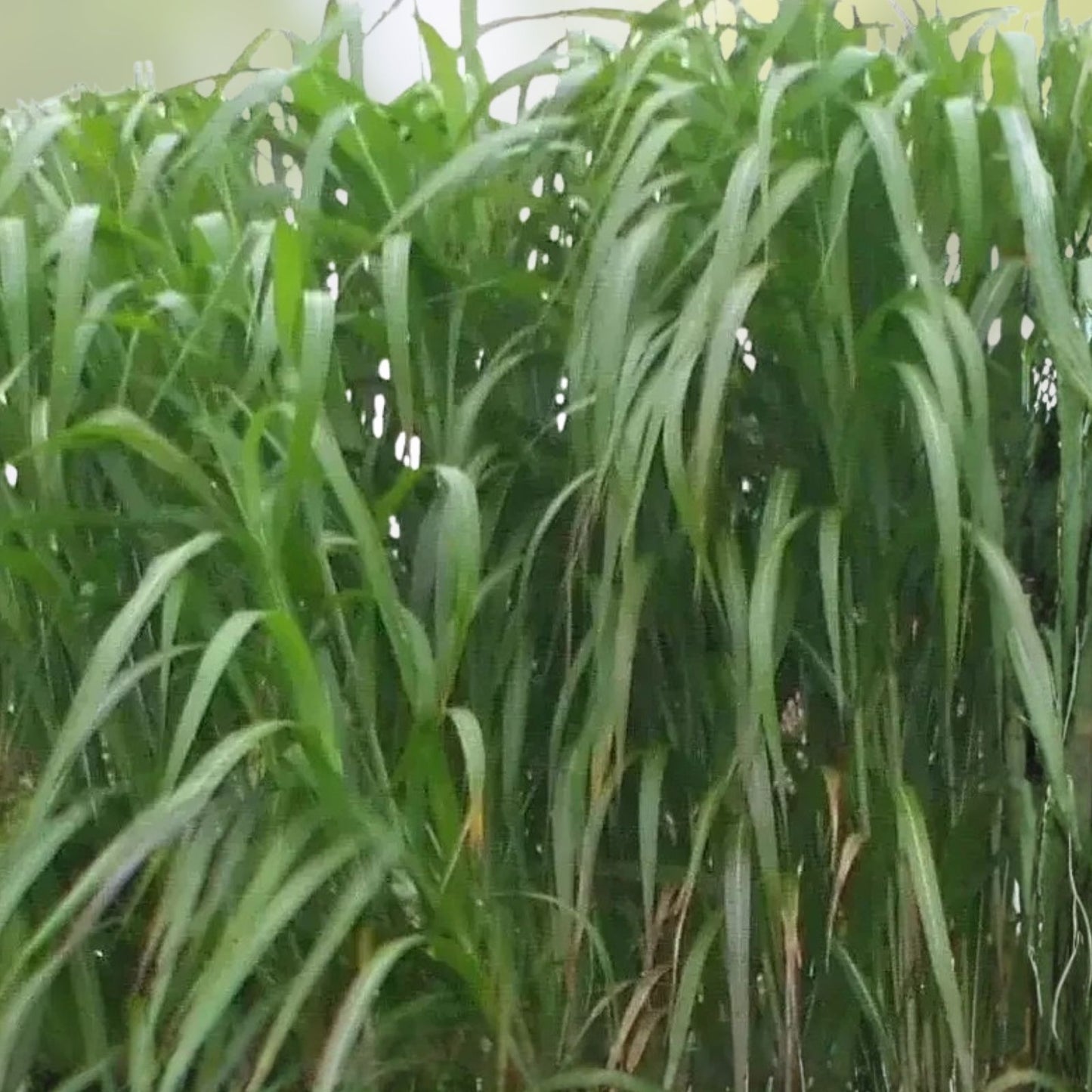 Giant Skyscraper Grass Seeds 100 Miscanthus giganteus Tall Ornamental Grass for Landscaping Live Plant Cutting