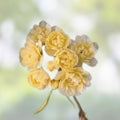 Thornless Yellow Lady Banks Rose Cuttings 5 Pack - Rosa banksiae 'Lutea' - Climbing Rose Plant Propagation - Fresh Stock