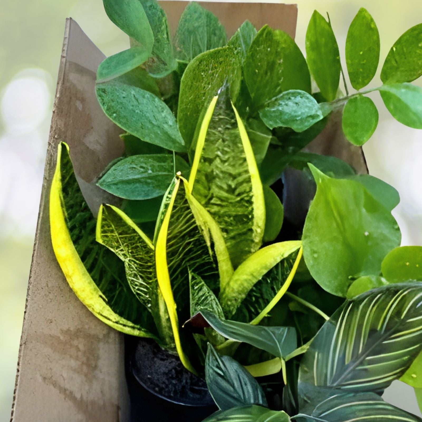20+ Plant Cuttings Surprise Box | 10 Unique Gardening Plant Varieties for Propagation | Live Starter Plants Collection