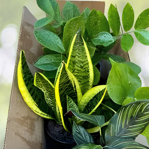 20+ Plant Cuttings Surprise Box | 10 Unique Gardening Plant Varieties for Propagation | Live Starter Plants Collection