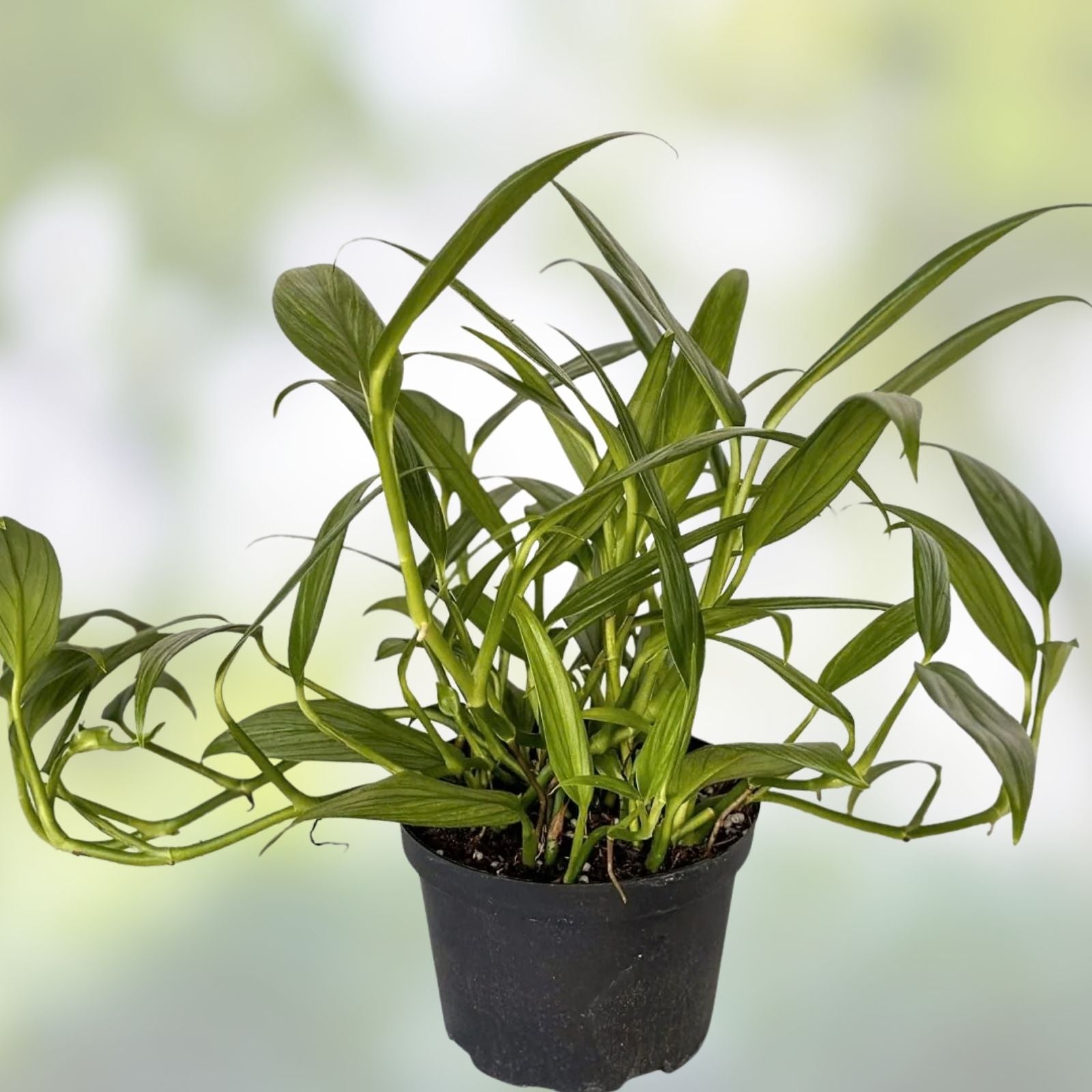Epipremnum Amplissimum Silver Streak Cutting | 2 Node Pothos Propagation Material | Unrooted Fresh Plant Cutting | Fast Shipping