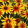 Gloriosa Daisy Seeds 1000 Pack Rudbeckia Hirta Wildflower Seeds Organic USA Grown Live Plant Cutting Bare Root Starter Plant