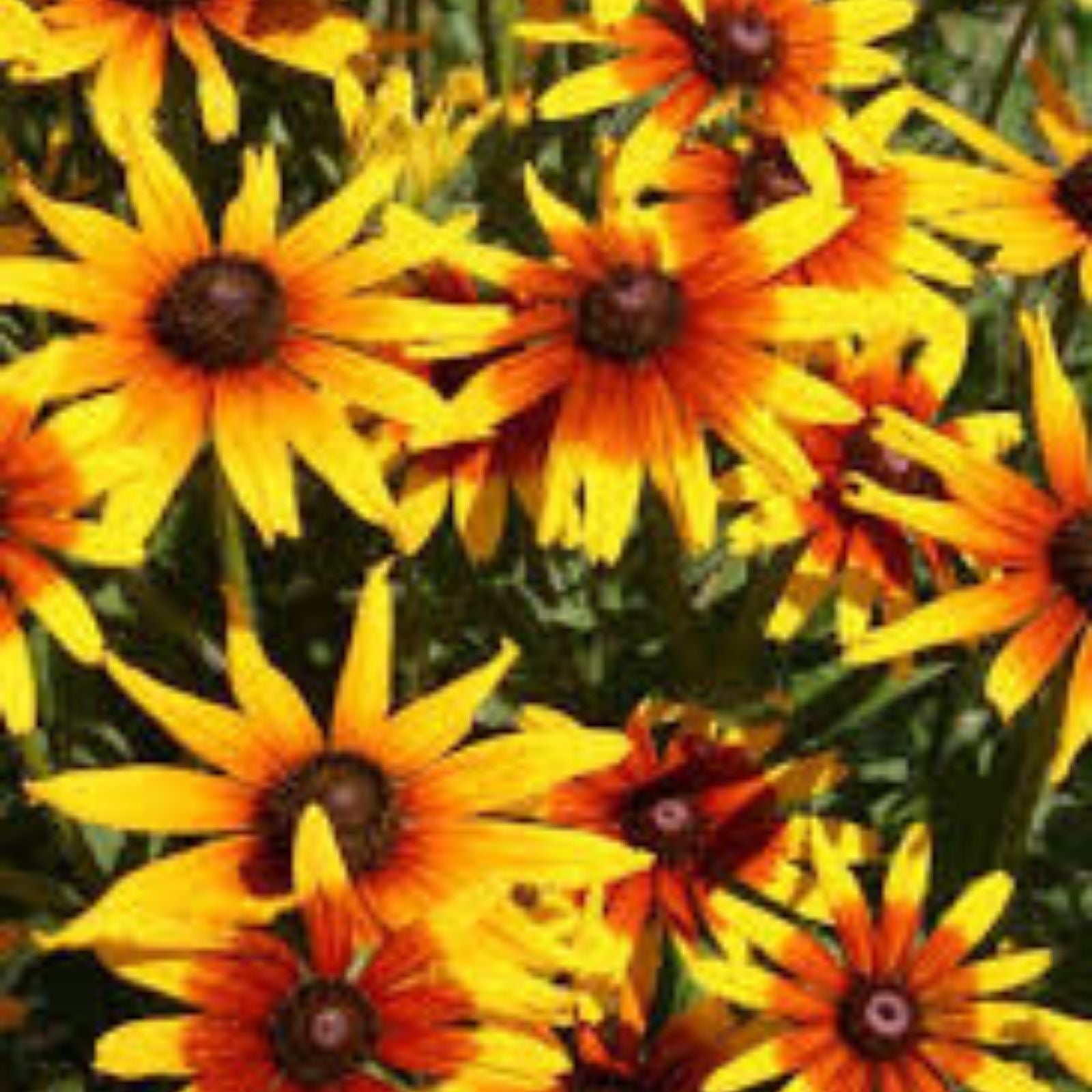 Gloriosa Daisy Seeds 1000 Pack Rudbeckia Hirta Wildflower Seeds Organic USA Grown Live Plant Cutting Bare Root Starter Plant