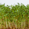 Coyote Willow Shrub Cuttings - Sandbar Willow - Easy to Grow Salix exigua Planting Material - In Stock