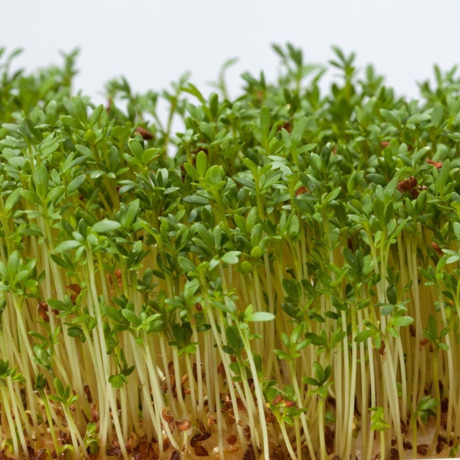 Coyote Willow Shrub Cuttings - Sandbar Willow - Easy to Grow Salix exigua Planting Material - In Stock