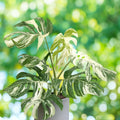 Albo Monstera Cutting | Variegated Monstera Deliciosa | Live Houseplant Propagation Material | Rare Variegated Plant