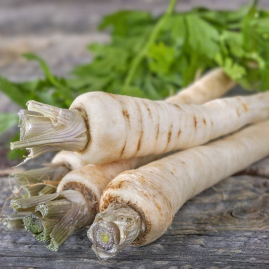 Heirloom Parsnip Seeds All-American Variety Non-GMO 100 Seeds Pastinaca sativa Vegetable Plant Starter