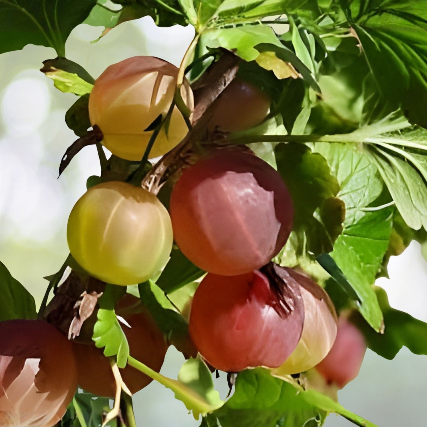 Jahn's Prairie Gooseberry Ribes hirtellum Live Rooted Starter Plant Edible Shrub Zones 3-8