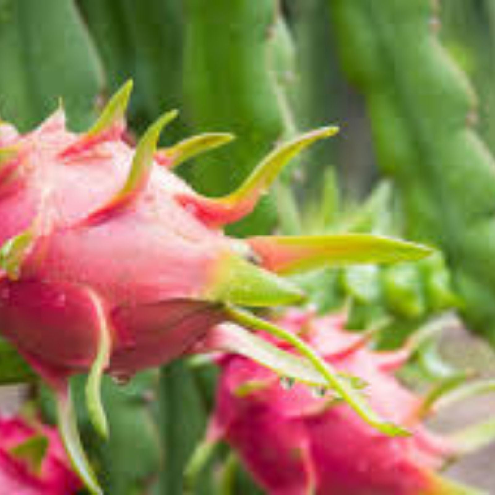 Dragon Fruit Cutting Live Pitaya Grafting Plant 3-5 Inches Hylocereus spp. Rare Fruit Plant