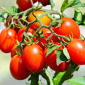 Roma Tomato Seeds Set of 40 – Organic Heirloom Solanum lycopersicum for Canning & Cooking