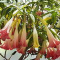 Brugmansia Suaveolens Seeds 10 Pack Pink Angel's Trumpet Tropical Perennial Plant Starter Cuttings