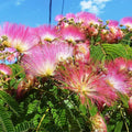 Pink Mimosa Tree Cuttings 5 Pack Albizia julibrissin Pink Silk Tree Live Plant Starter Bare Root Gardening